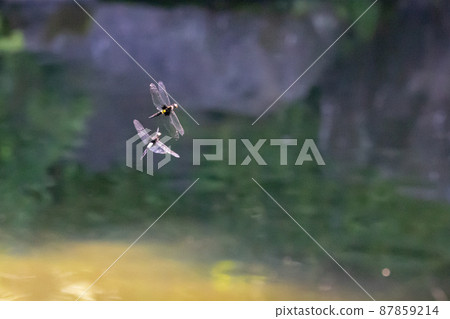 Pseudothemis dragonfly with a white and thick band on black Pseudothemis dragonfly with a white and thick band on black 87859214