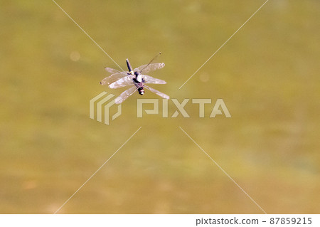 Pseudothemis dragonfly with a white and thick band on black Pseudothemis dragonfly with a white and thick band on black 87859215