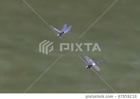 黑底白粗帶的偽蜻蜓 黑底白粗帶的偽蜻蜓 87859218