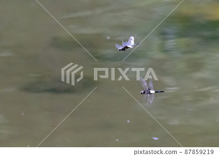 黑底白粗帶的偽蜻蜓 黑底白粗帶的偽蜻蜓 87859219