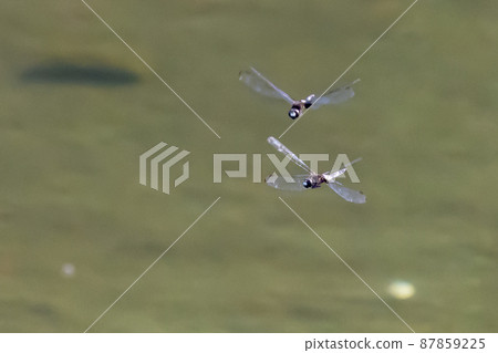 黑底白粗帶的偽蜻蜓 黑底白粗帶的偽蜻蜓 87859225