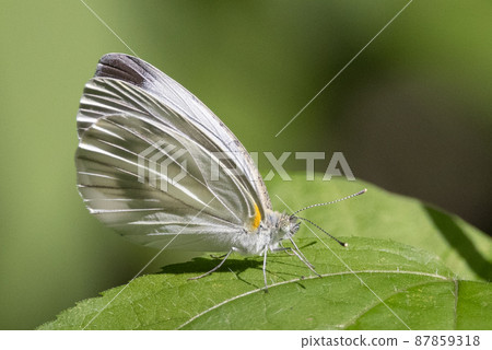 A white fairy fluttering and fluttering, a cabbage white butterfly A white fairy fluttering and fluttering, a cabbage white butterfly 87859318
