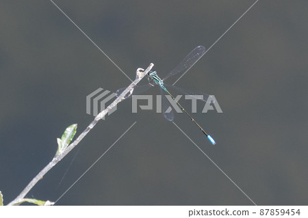 Hosomiito Dragonfly, the only thin and long flying jewel in Japan that has a summer type and a wintering type 87859454