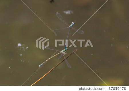 Hosomiito Dragonfly, the only thin and long flying jewel in Japan that has a summer type and a wintering type Hosomiito Dragonfly, the only thin and long flying jewel in Japan that has a summer type and a wintering type 87859478