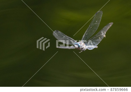 Two-tone familiar dragonfly Shiokara dragonfly Two-tone familiar dragonfly Shiokara dragonfly 87859666