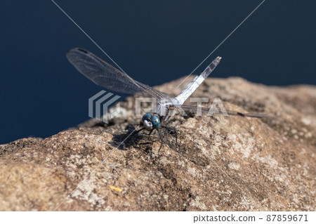 Two-tone familiar dragonfly Shiokara dragonfly Two-tone familiar dragonfly Shiokara dragonfly 87859671