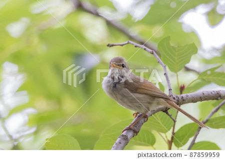 Warbler, a spring warbler that does not show up easily 87859959