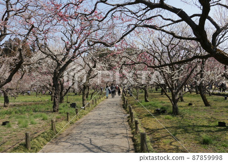 擁有壯麗梅林的水戶偕樂園 87859998