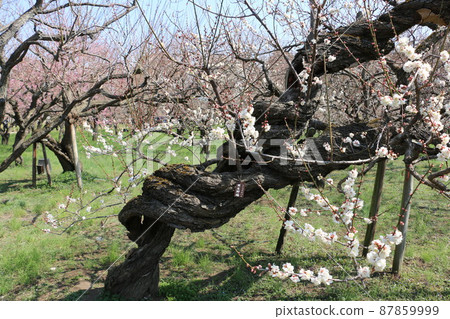 擁有壯麗梅林的水戶偕樂園 87859999