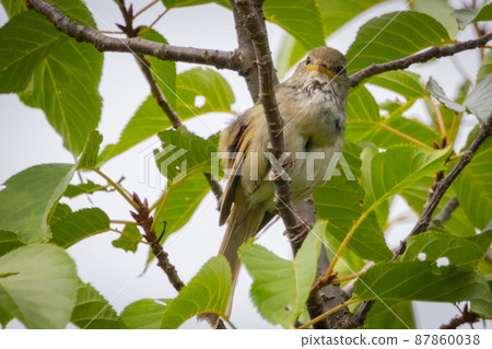Warbler, a spring warbler that does not show up easily 87860038