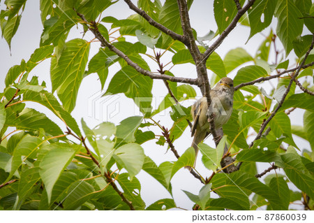 Warbler, a spring warbler that does not show up easily 87860039