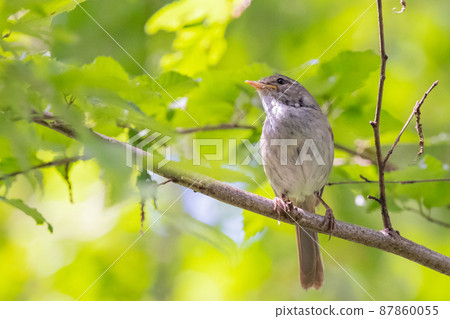 Warbler, a spring warbler that does not show up easily 87860055