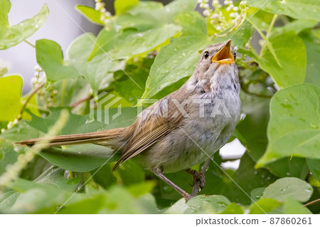 Warbler, a spring warbler that does not show up easily 87860261
