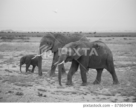 African elephants in Amboseli National Park, Kenya African elephants in Amboseli National Park, Kenya 87860499