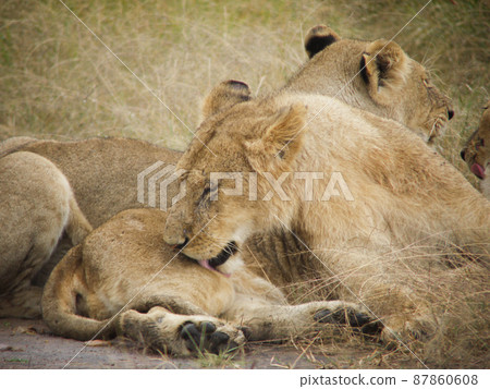 Lion in Masai Mara National Park, Kenya 87860608