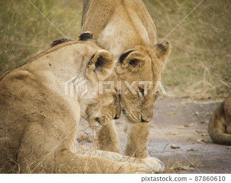 Lion in Masai Mara National Park, Kenya 87860610
