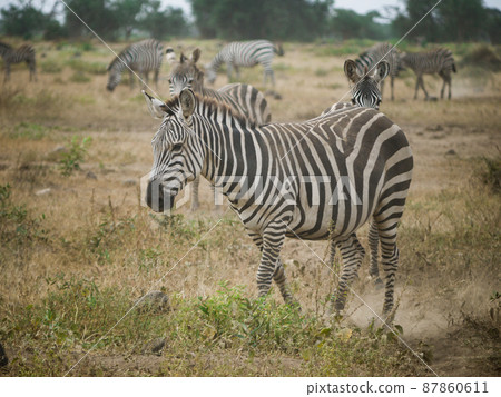 Grant's zebra in Amboseli National Park, Kenya Grant's zebra in Amboseli National Park, Kenya 87860611