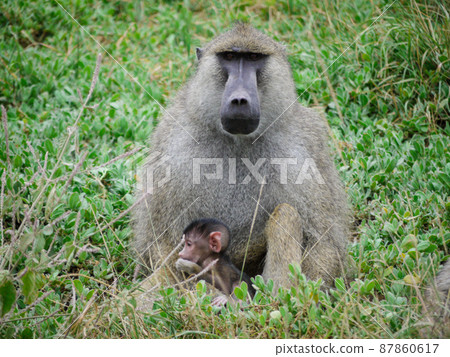 Baboon in Amboseli National Park, Kenya 87860617