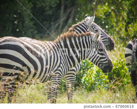 Grant's zebra in Kenya Sweetwater Game Reserve 87860618