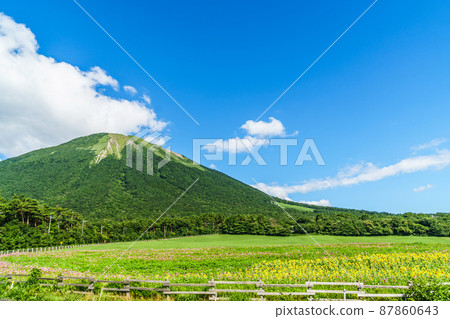 <Tottori Prefecture> Daisen Hakuya-Summer-Sunflower flowers and cosmos flowers 87860643
