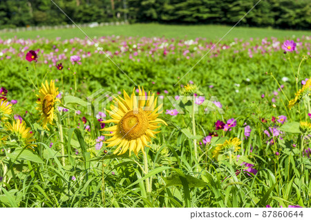 <Tottori Prefecture> Daisen Hakuya-Summer-Sunflower flowers and cosmos flowers 87860644