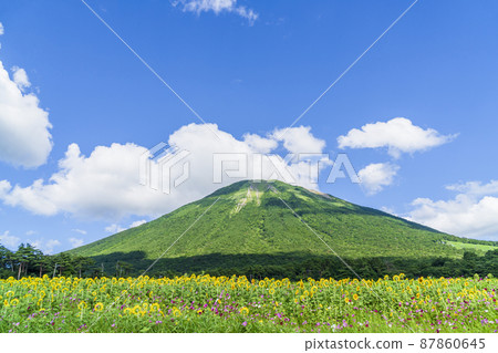 <鳥取縣>大仙白屋-夏季-向日葵花和波斯菊花 <鳥取縣>大仙白屋-夏季-向日葵花和波斯菊花 87860645