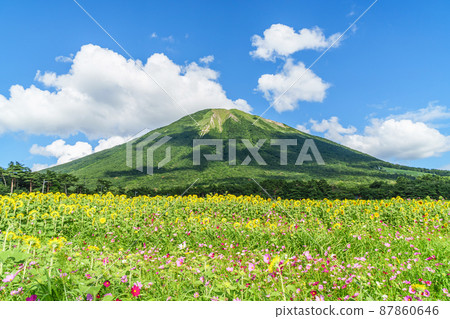 <Tottori Prefecture> Daisen Hakuya-Summer-Sunflower flowers and cosmos flowers <Tottori Prefecture> Daisen Hakuya-Summer-Sunflower flowers and cosmos flowers 87860646
