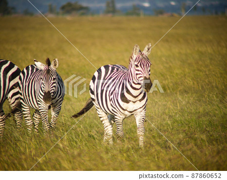 Grant's zebra in Kenya Sweetwater Game Reserve Grant's zebra in Kenya Sweetwater Game Reserve 87860652