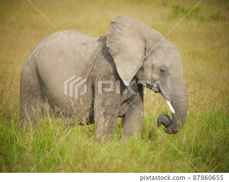 African elephants in Masai Mara National Park, Kenya 87860655