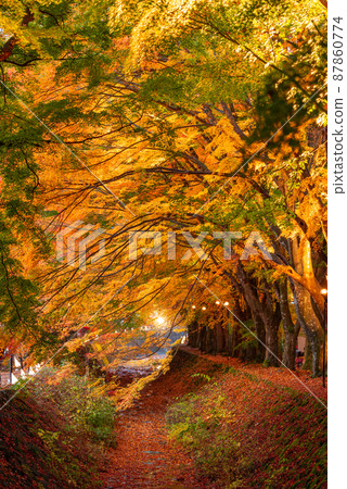 Maple Corridor near Kawaguchi Lake and Mt. Fuji, Japan Maple Corridor near Kawaguchi Lake and Mt. Fuji, Japan 87860774