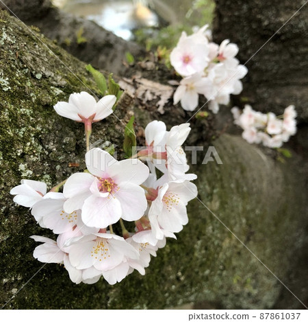 Sakura is considered to be the national flower of Japan along with chrysanthemums, and is probably the flower most loved by the Japanese. Sakura is considered to be the national flower of Japan along with chrysanthemums, and is probably the flower most loved by the Japanese. 87861037