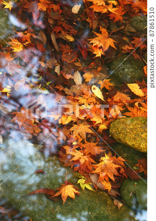 Fallen leaves scattered in a stream 87861510