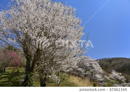 Hanamiyama Park where flowers bloom in the Satoyama Watari district of Fukushima City Hanamiyama Park where flowers bloom in the Satoyama Watari district of Fukushima City 87862169