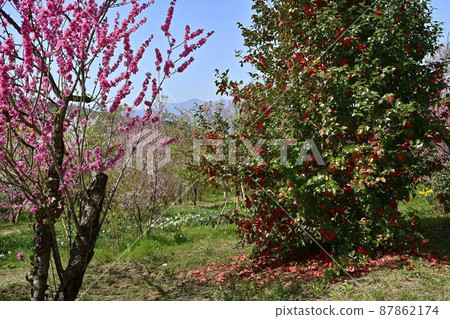 福島市里山渡地區鮮花盛開的花見山公園 福島市里山渡地區鮮花盛開的花見山公園 87862174