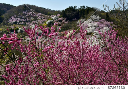 Hanamiyama Park where flowers bloom in the Satoyama Watari district of Fukushima City Hanamiyama Park where flowers bloom in the Satoyama Watari district of Fukushima City 87862180