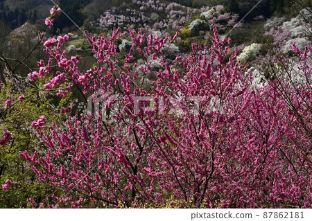 Hanamiyama Park where flowers bloom in the Satoyama Watari district of Fukushima City Hanamiyama Park where flowers bloom in the Satoyama Watari district of Fukushima City 87862181