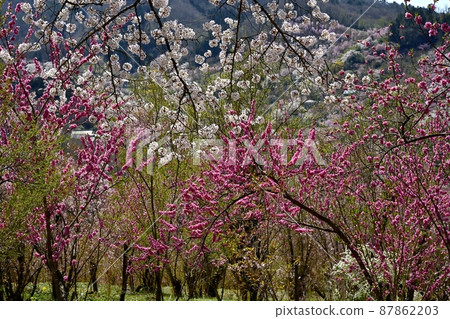 Hanamiyama Park where flowers bloom in the Satoyama Watari district of Fukushima City Hanamiyama Park where flowers bloom in the Satoyama Watari district of Fukushima City 87862203