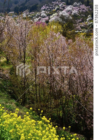 Hanamiyama Park where flowers bloom in the Satoyama Watari district of Fukushima City Hanamiyama Park where flowers bloom in the Satoyama Watari district of Fukushima City 87862208