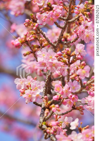 Kawazu Sakura Isesaki Citizen's Forest Kawazu Sakura Isesaki Citizen's Forest 87862625
