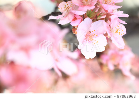 河津櫻4179- 河津櫻4179- 87862968