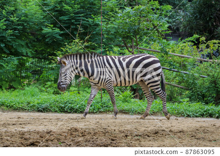 Zebras at Yagiyama Zoo (Sendai City, Miyagi Prefecture) 87863095
