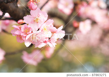四照花，花开满树- flowering dogwood - Cornus kousa - YouTube