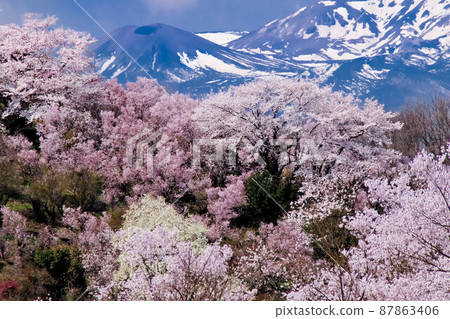 從福島市的名勝花見山可以看到吾妻山脈的吾妻小富士和雪狀播種兔。 從福島市的名勝花見山可以看到吾妻山脈的吾妻小富士和雪狀播種兔。 87863406