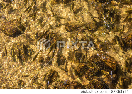 fish in the water fish in the water 87863515