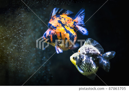 Close up two colorful goldfish in the tank. Close up two colorful goldfish in the tank. 87863705