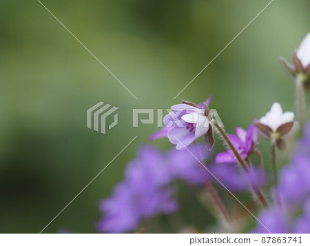 Snow race Snow race 87863741