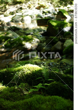 鳥取四季節步行秋江 87863830