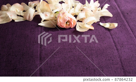 Pink ranunculus petals 87864232