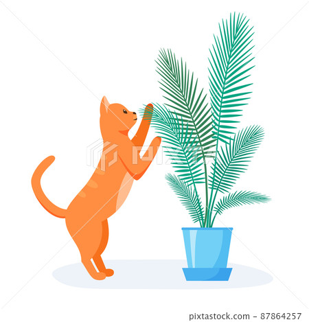 Naughty red cat trying to eat home plant. Badly behaved pet destroying house plant. Domestic animal interested in flower. Flat style vector Naughty red cat trying to eat home plant. Badly behaved pet destroying house plant. Domestic animal interested in flower. Flat style vector 87864257