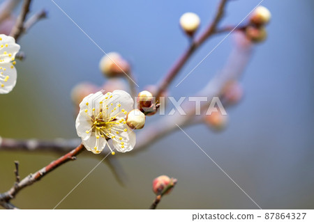 宮城縣岩沼市開始開花的梅花 宮城縣岩沼市開始開花的梅花 87864327